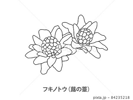 県花 フキノトウ 蕗の薹 秋田県 線画のイラスト素材