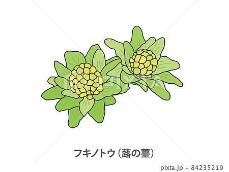 県花】フキノトウ（蕗の薹）秋田県のイラスト素材 [84235219] - PIXTA