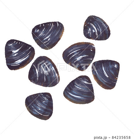 しじみ シジミ 手描き イラスト しじみ シジミ 手描き イラスト 84235658