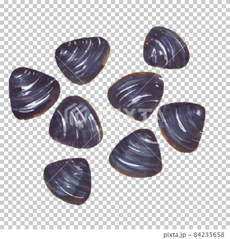 しじみ シジミ 手描き イラスト しじみ シジミ 手描き イラスト 84235658