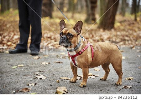 French bulldog walks in autumn park 84236112