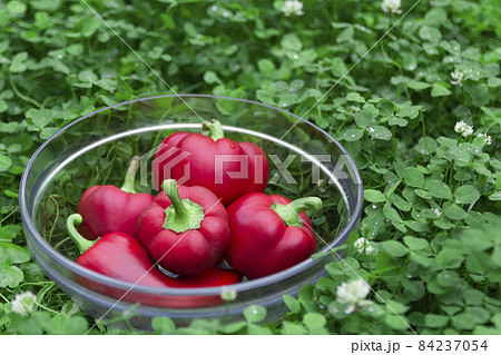Sweet red peppers in a glass basket on green grass. Vegetables for vegans. The red sweet bell pepper, good for health. Sweet red peppers in a glass basket on green grass. Vegetables for vegans. The red sweet bell pepper, good for health. 84237054