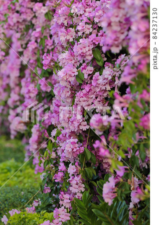 花 フラワー お花 84237130