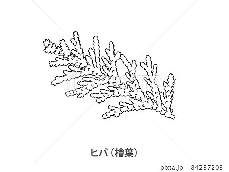 【県木】ヒバ（檜葉）青森県－線画 84237203