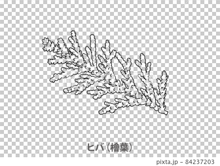 【県木】ヒバ（檜葉）青森県－線画 84237203