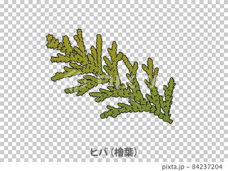 [縣樹] Hiba（Hinoha）青森縣 84237204