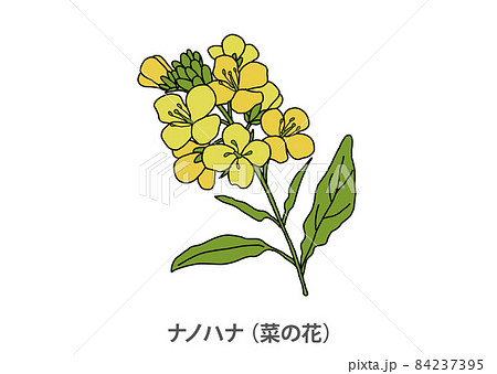 【県花】ナノハナ(菜の花)千葉県 【県花】ナノハナ(菜の花)千葉県 84237395