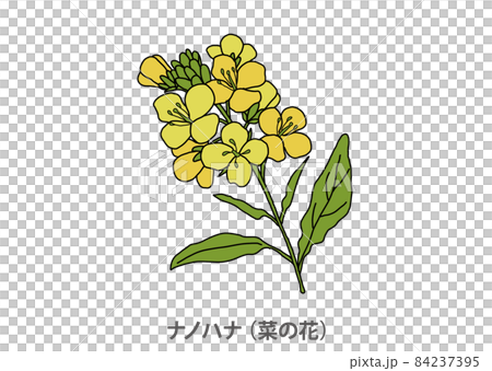 [Prefectural flower] Nanohana (rape blossoms) Chiba prefecture 84237395