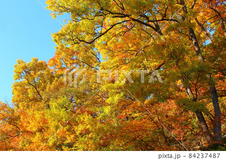 美しき信州の紅葉 その2111 美しき信州の紅葉 その2111 84237487