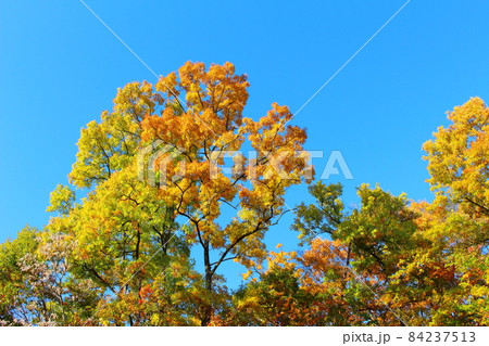 美しき信州の紅葉 その2111 美しき信州の紅葉 その2111 84237513