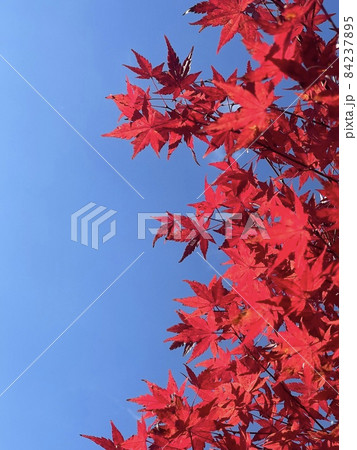 赤と青　京都縦貫自動車道由良川PA　秋晴れの青空をバックに映える紅葉 84237895