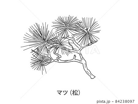 県木 マツ 松 愛媛県 線画のイラスト素材