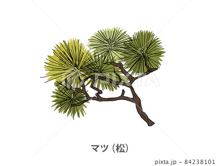 県木 マツ 松 愛媛県のイラスト素材