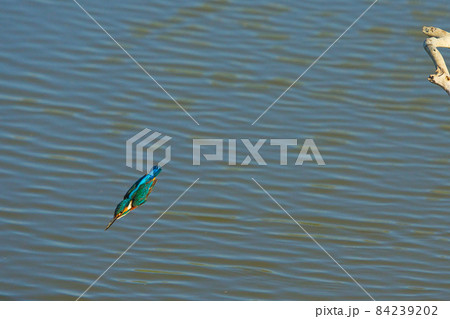 The common kingfisher flew quickly to the water. The common kingfisher flew quickly to the water. 84239202