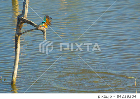 The common kingfisher flies quickly from the water to the dead tree branches. The common kingfisher flies quickly from the water to the dead tree branches. 84239204