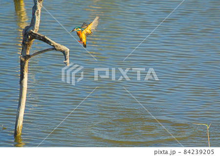 The common kingfisher flies quickly from the water to the dead tree branches. The common kingfisher flies quickly from the water to the dead tree branches. 84239205