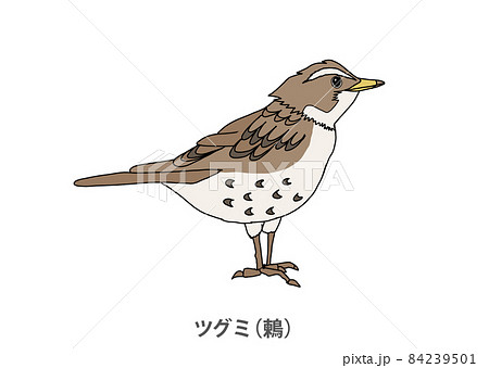 【県鳥】ツグミ（鶫）福井県