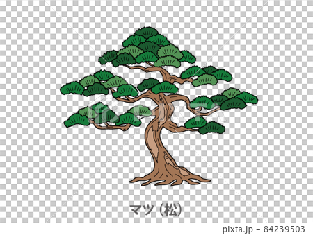 [縣樹]松（松）福井縣 84239503