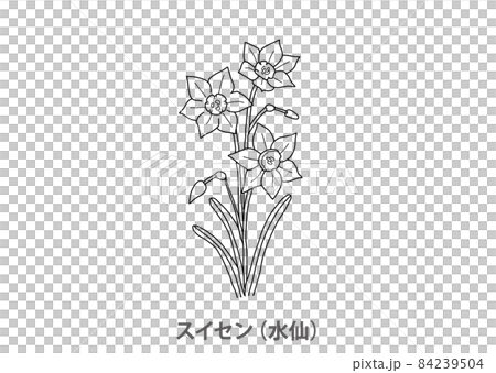 [Prefectural flower] Narcissus (narcissus) Fukui prefecture-line drawing 84239504