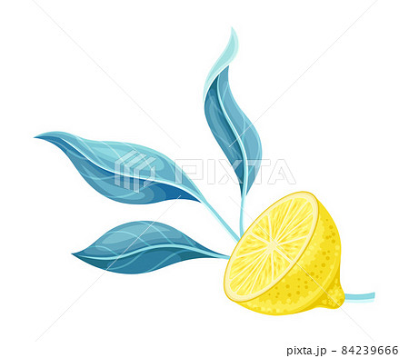 Half of ripe juicy lemon with green leaves vector illustration Half of ripe juicy lemon with green leaves vector illustration 84239666