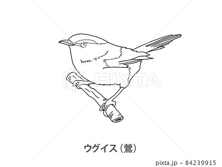【県鳥】ウグイス（鶯）福岡県－線画