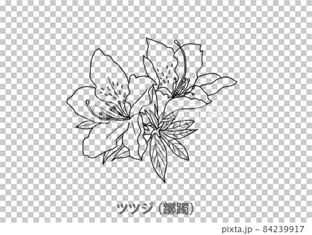 [Prefectural tree] Azalea (Azalea) Fukuoka Prefecture-Line drawing 84239917