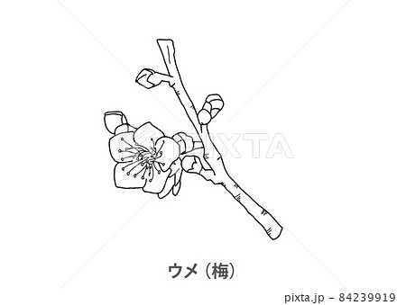 県花 一覧 47都道府県分のぬりえイラストを無料ダウンロード