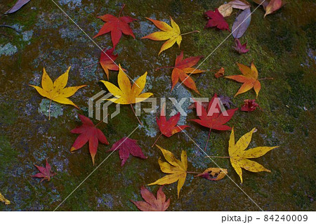 紅葉 紅葉 84240009