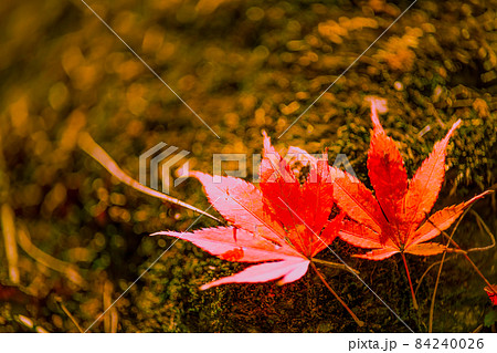 もみじの落ち葉を二枚レイアウト 84240026