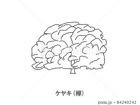 【県木】ケヤキ（欅）福島県－線画 84240242
