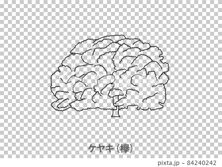 【県木】ケヤキ（欅）福島県－線画 84240242