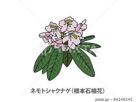 県花 ネモトシャクナゲ 根本石楠花 福島県のイラスト素材
