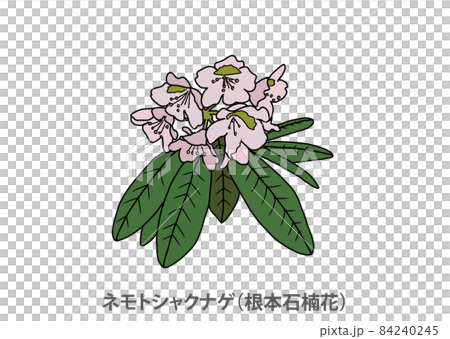 [Prefectural Flower] Nemoto Shakunage (Nemotoishi Kusunage) Fukushima Prefecture 84240245