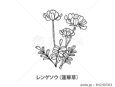 県花】レンゲソウ（蓮華草）岐阜県－線画のイラスト素材
