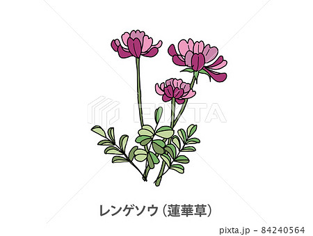 県花 レンゲソウ 蓮華草 岐阜県のイラスト素材