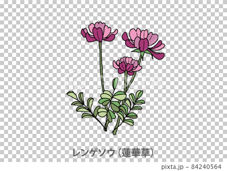 県花 レンゲソウ 蓮華草 岐阜県のイラスト素材