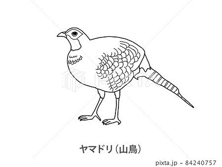 県鳥】ヤマドリ（山鳥）群馬県－線画のイラスト素材 [84240757] - PIXTA