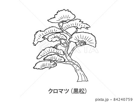 【県木】クロマツ(黒松)群馬県-線画 【県木】クロマツ(黒松)群馬県-線画 84240759