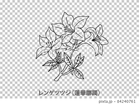 【県花】レンゲツツジ（蓮華躑躅）群馬県 84240761