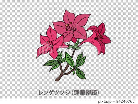 [Prefectural flower] Japanese azalea (Renka azalea) Gunma prefecture 84240763