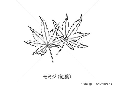 【県花】モミジ（紅葉）広島県－線画 84240973