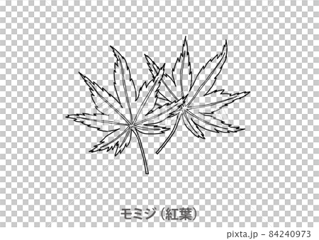 [縣花]楓（秋葉）廣島縣線描 84240973