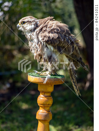 The Saker Falcon (Falco cherrug), stands on a stand in the garden The Saker Falcon (Falco cherrug), stands on a stand in the garden 84241011
