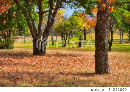 佐賀県立森林公園、秋の風景 佐賀県立森林公園、秋の風景 84241040