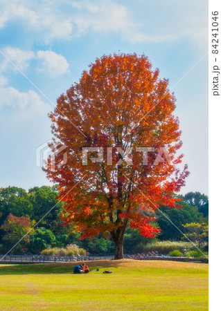 佐賀県立森林公園、秋の風景 佐賀県立森林公園、秋の風景 84241046