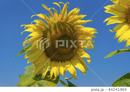 Yellow sunflower. Natural sunflower background. Beautiful sunflower. Landscape with sunflowers. Sunflower field.  84241904