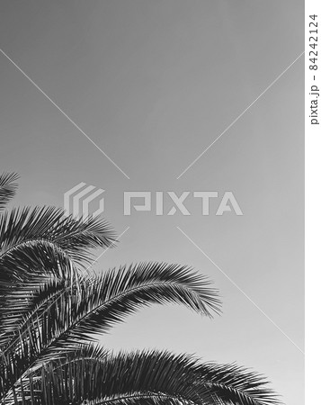 Summer holiday and tropical nature concept. Palm tree in summertime as vintage black and white, monochrome background 84242124
