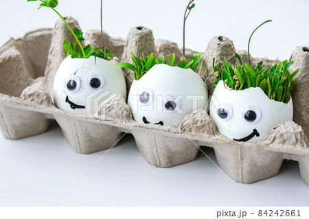 Fresh micro greens. Microgreens of arugula and cress grow in white egg shell with funny faces. Sprouts. Seedlings without plastic. Growing microgreens at home 84242661