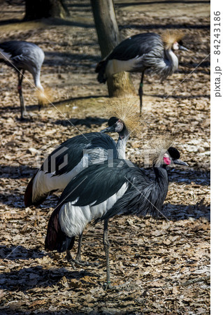 black crowned cranes in the zoo 84243186