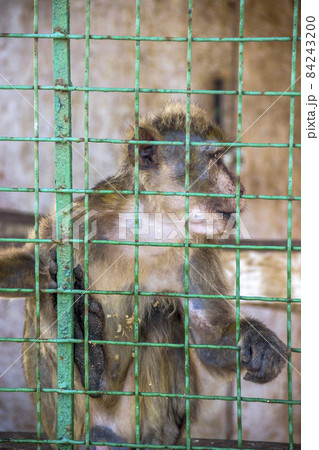 a macaque in cage in the zoo a macaque in cage in the zoo 84243200